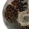 Polerad ammonit från Madagaskar - 4