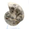 Fossil ammonit från Madagaskar - 1