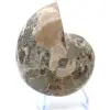 Fossil ammonit från Madagaskar - 2