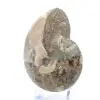 Fossil ammonit från Madagaskar - 3