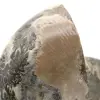 Fossil ammonit från Madagaskar - 4