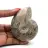 Fossil ammonit från Madagaskar