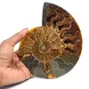 Polerad fossiliserad ammonit - 0