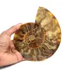 Polerat ammonitfossil - 0