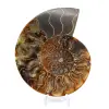 Ammonitfossil i ett stycke - 1