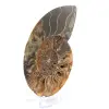 Ammonitfossil i ett stycke - 2
