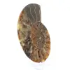 Ammonitfossil i ett stycke - 3