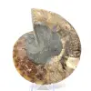 Ammonitfossil i ett stycke - 4