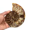 Fossiliserad ammonit - 0