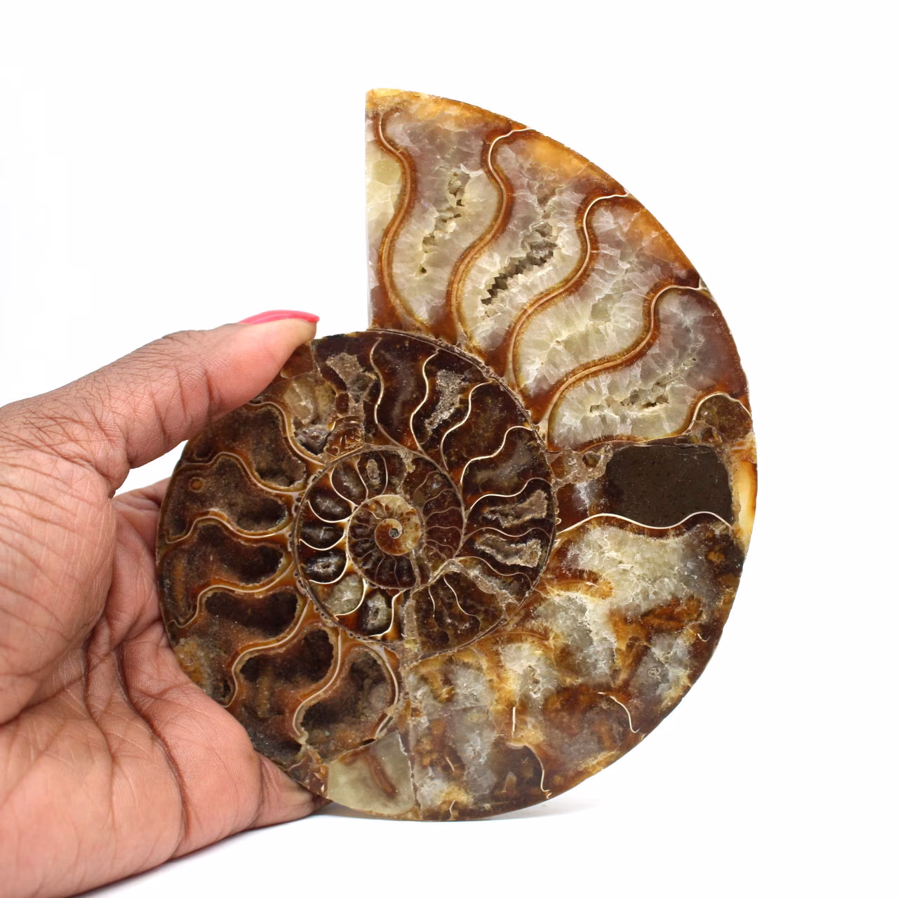 Fossiliserad ammonit