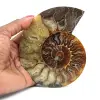 Polerad fossiliserad ammonit - 0