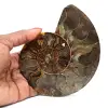 Fossil naturlig ammonit - 0