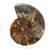Fossil naturlig ammonit - 1