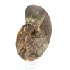 Fossil naturlig ammonit - 2