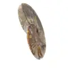 Fossil naturlig ammonit - 3
