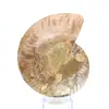 Fossil naturlig ammonit - 4