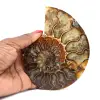 Polerad fossil ammonit från Madagaskar - 0