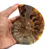Ammonit från Madagaskar - 0