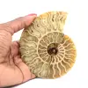 Polerat ammonitfossil - 0