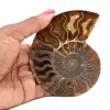 Polerad fossil ammonit från Madagaskar - 0