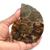 Fossiliserad ammonit - 0