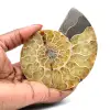 Ammonit från Madagaskar - 0