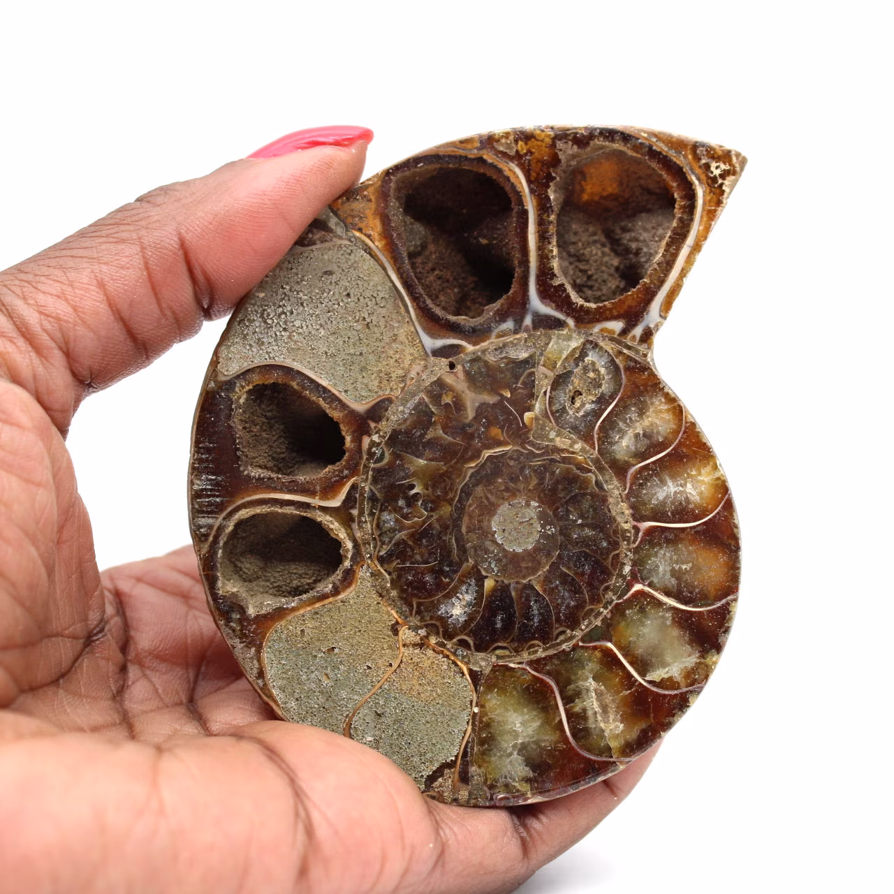 Polerad fossiliserad ammonit