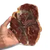 Skiva av silicified trä från Madagaskar - 0