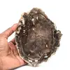 Skiva av naturligt fossiliserat trä - 0