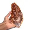 Naturligt polerat fossiliserat trä - 0