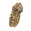 Rå trilobit från Marocko - 1