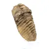 Rå trilobit från Marocko - 2