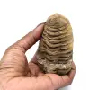 Rå trilobit från Marocko - 3