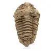 Rå fossil trilobit - 0
