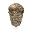 Rå trilobit - 0