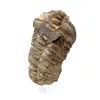 Rå trilobit - 1