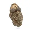 Rå trilobit - 2