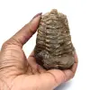 Rå trilobit - 3