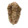 Trilobite fossil Marocko - 0
