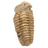 Trilobitfossil från Marocko - 0