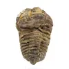 Fossil trilobit från Marocko - 0