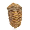 Trilobit fossil - 0