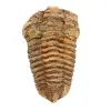 Fossil trilobit - 0