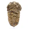 Trilobite från Marocko - 0