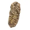 Trilobite från Marocko - 1