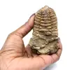 Trilobite från Marocko - 3