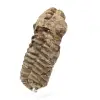 Rå fossil trilobit - 1