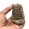 Rå fossil trilobit - 3