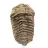 Rå fossil trilobit