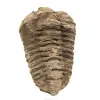 Rå trilobit - 0